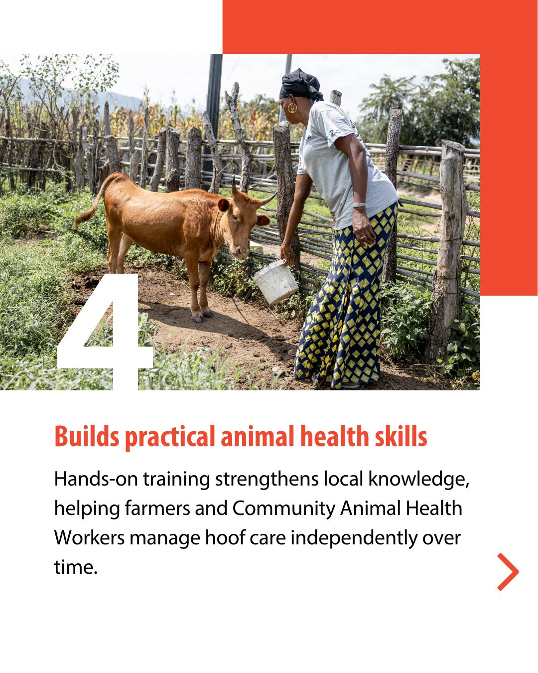 💬 Help strengthen our... - Veterinarians without Borders | Facebook