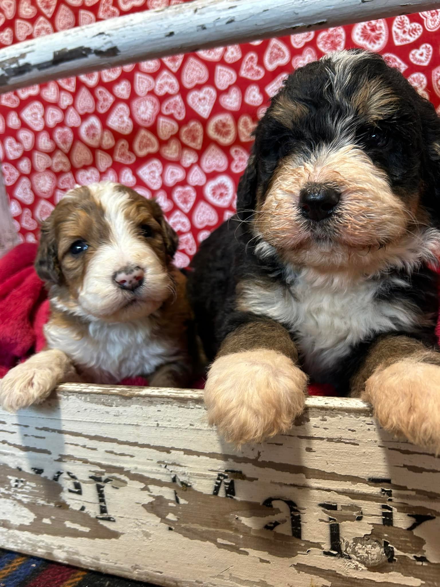 Spring Well Bernese and Cocker Spaniels | Kidwelly