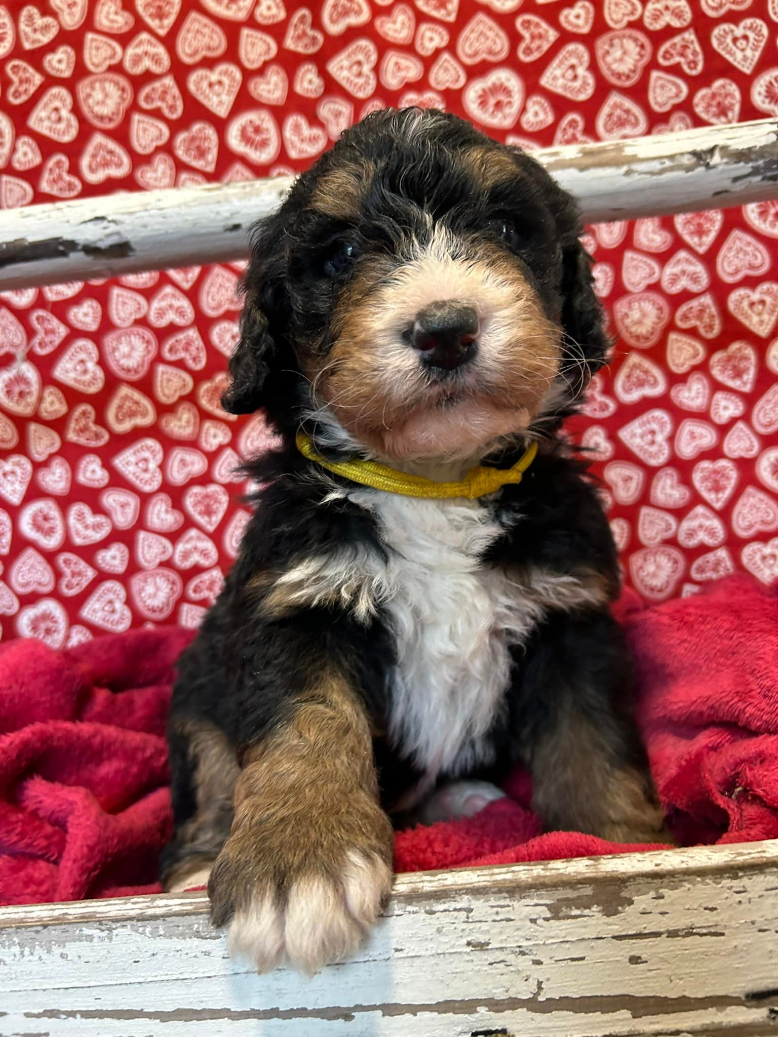 Spring Well Bernese and Cocker Spaniels | Kidwelly