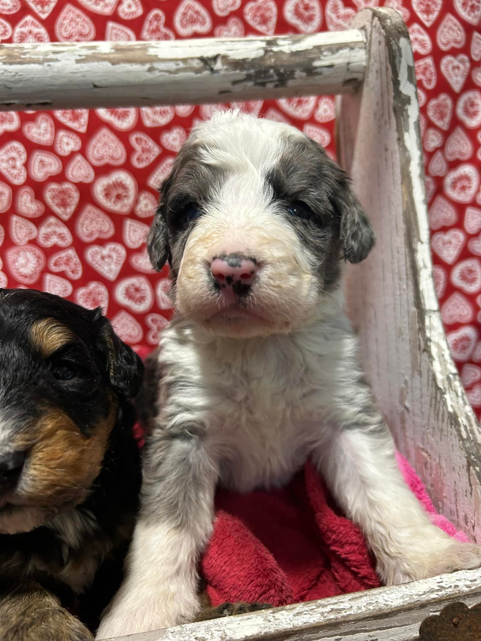 Spring Well Bernese and Cocker Spaniels | Kidwelly