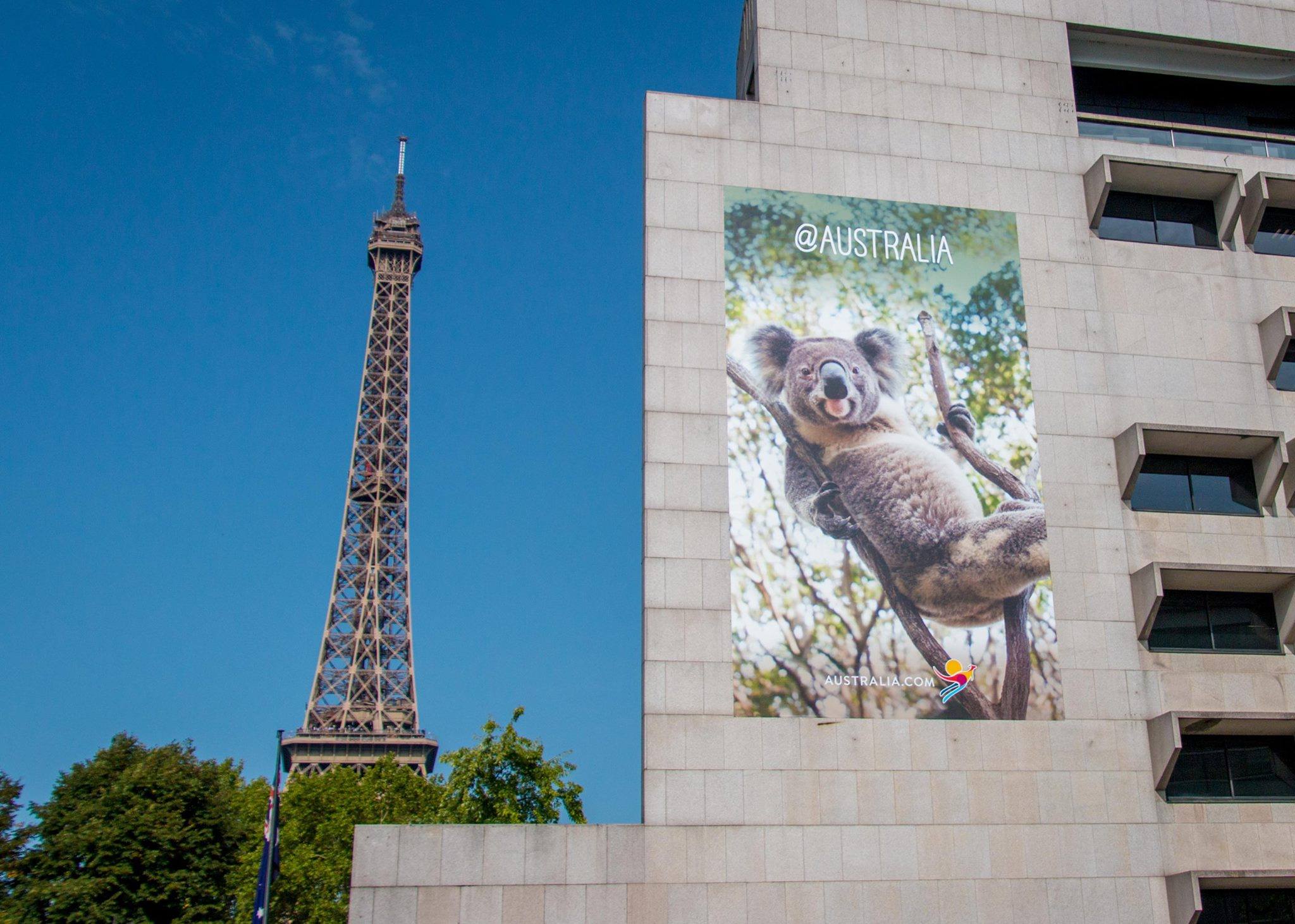 Un nouveau koala a élu domicile sur... - Article Onze Groupe | Facebook
