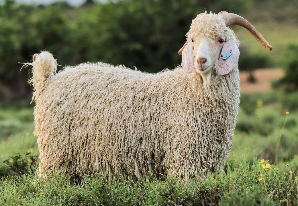 Angora Stud Breeders... - Angora Stud Breeders Society