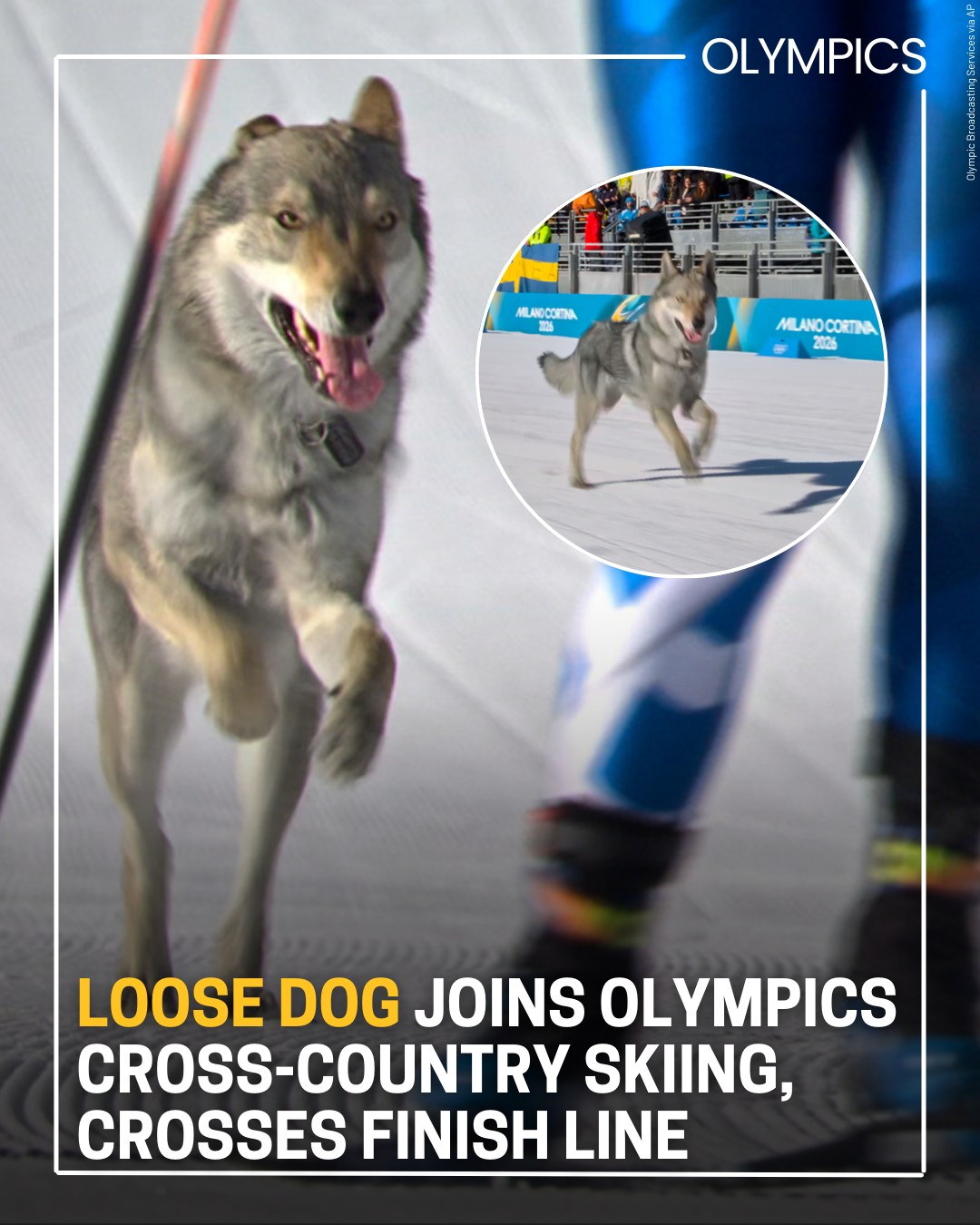 Loose dog joins Olympics cross-country... - Cleveland 19 News | Facebook