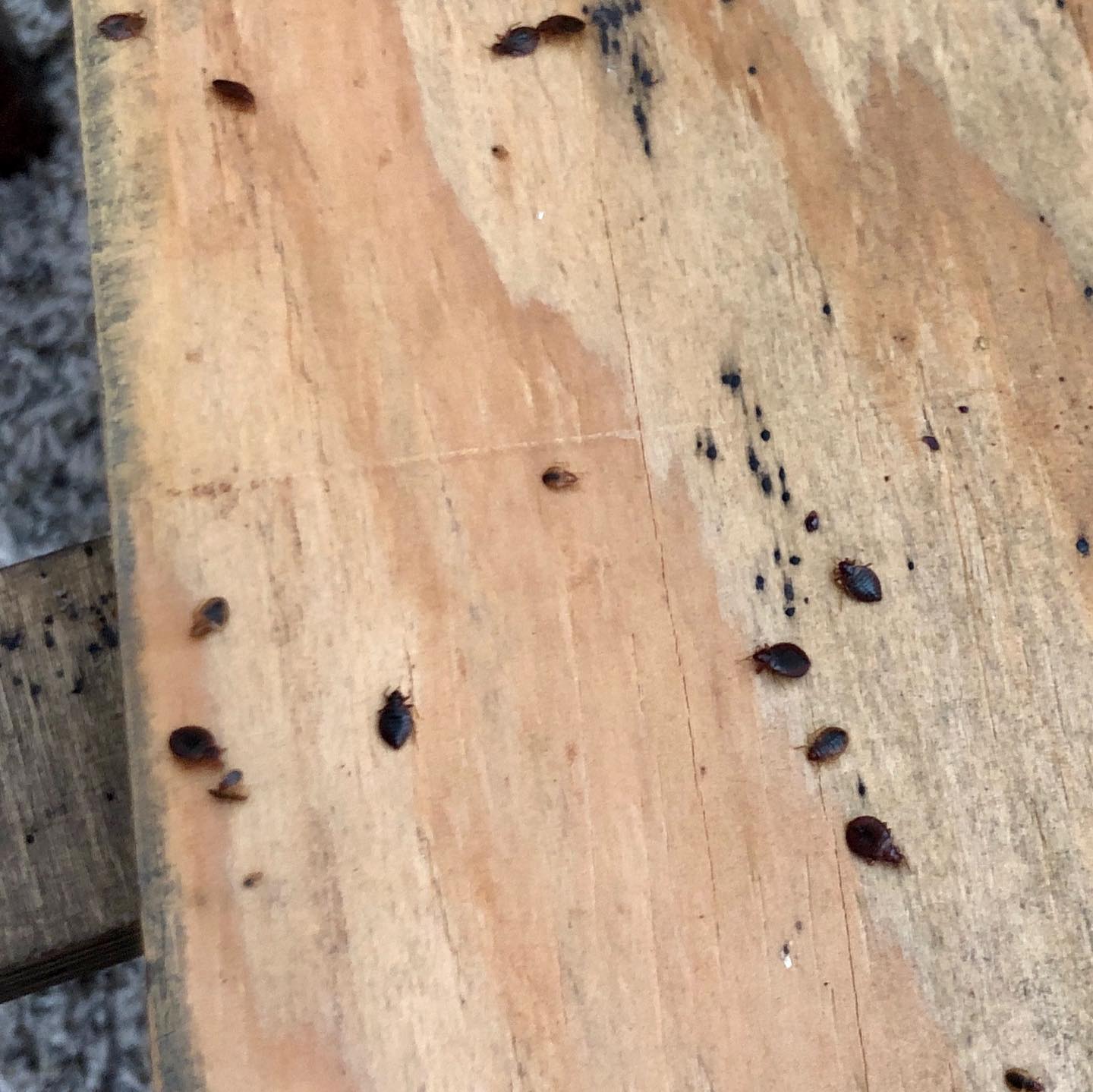 Onpoint Pest & Termite Control | Chula Vista CA