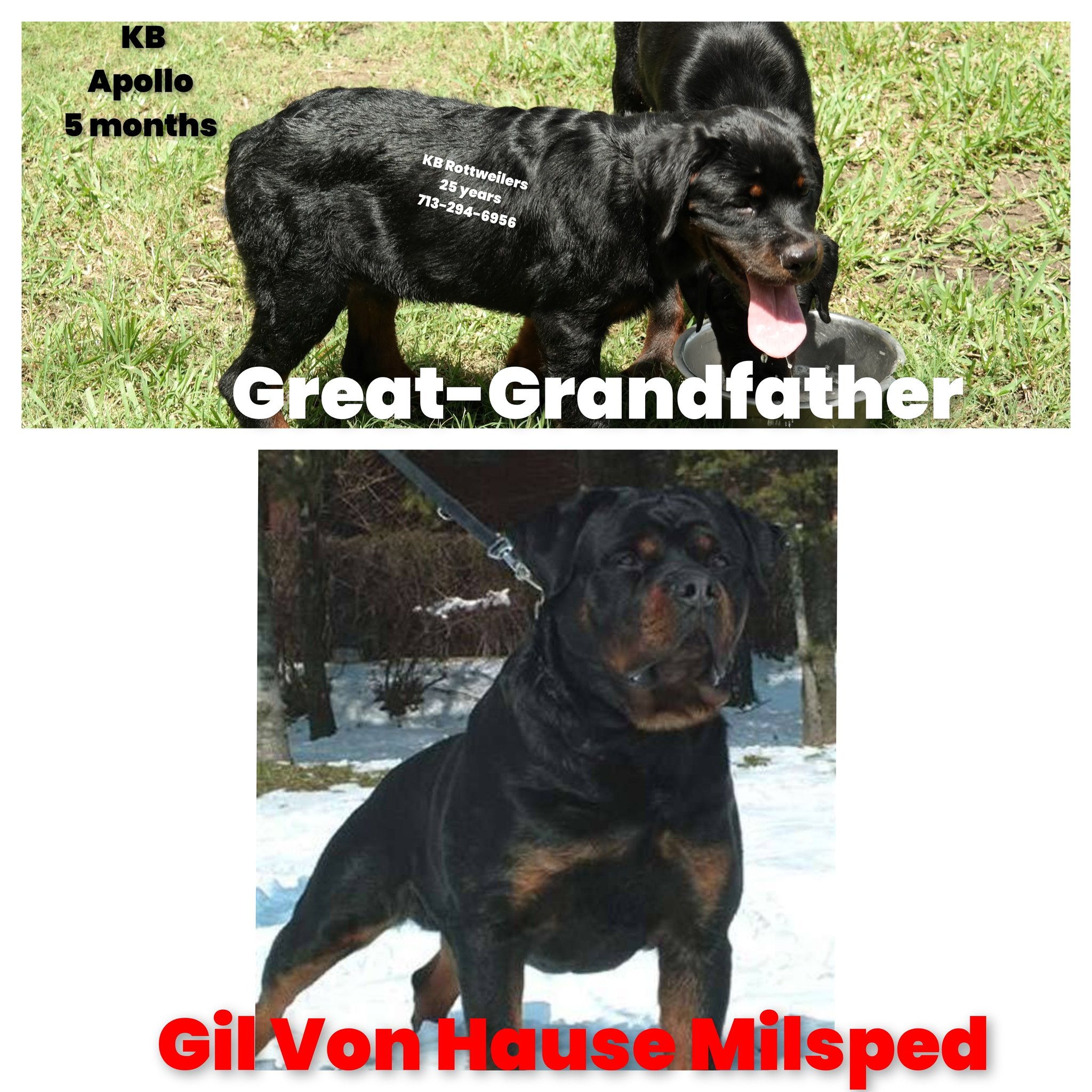 KB Rottweiler