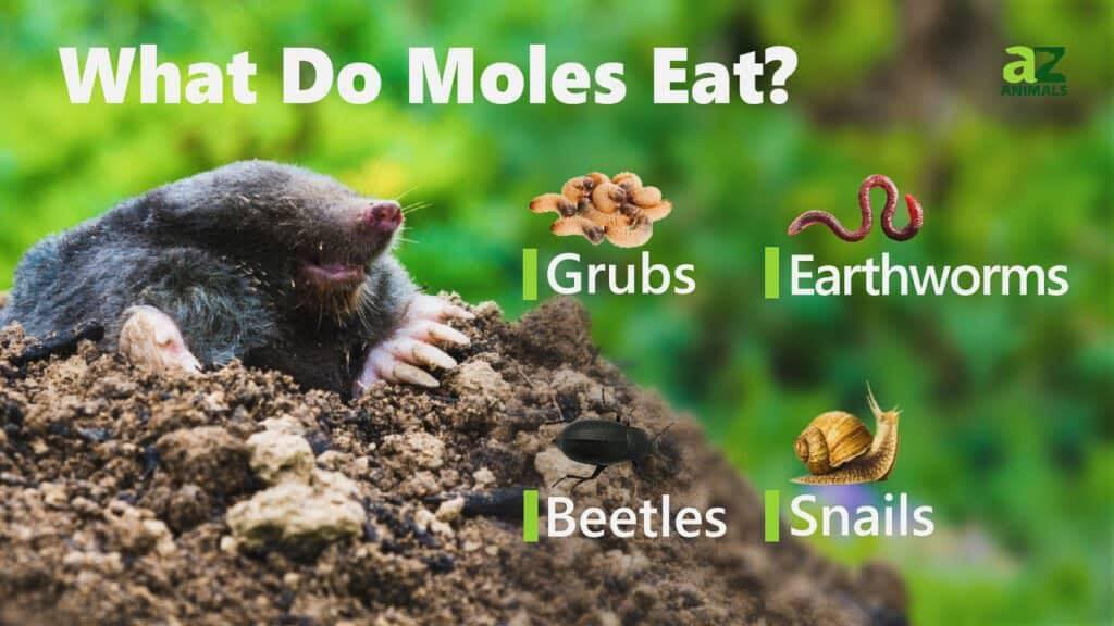 Moles are insectivores and... - Texas Tested Seeds & Plants | Facebook