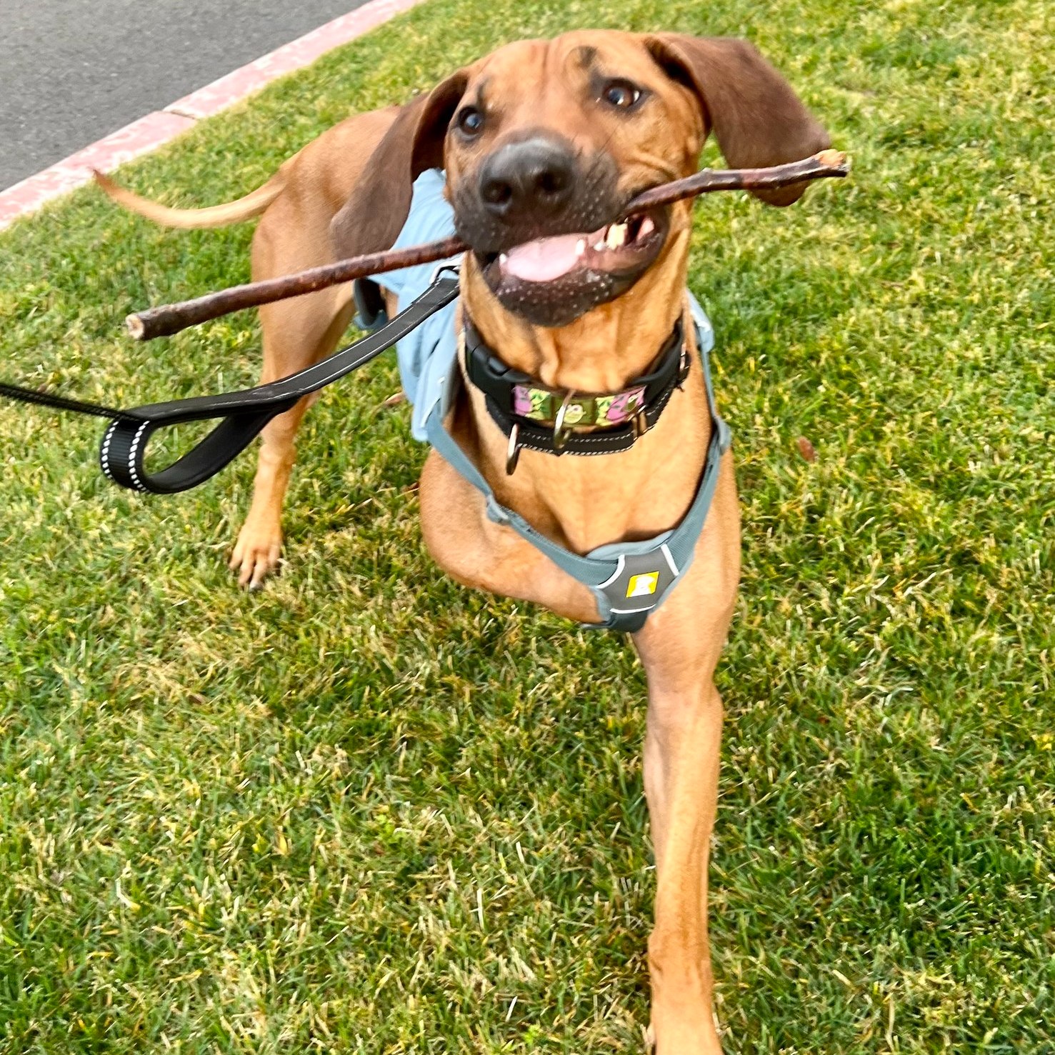 Rhodesian Ridgeback Rescue, Inc. - Southern Region
