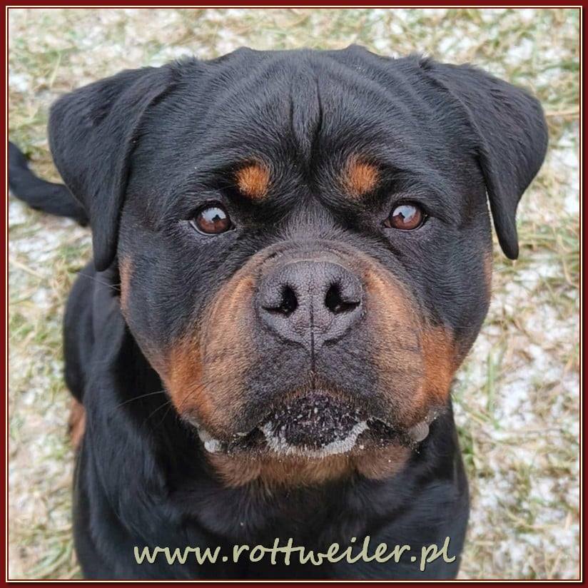 Nice And Lovely FCI - rottweiler | Miechów