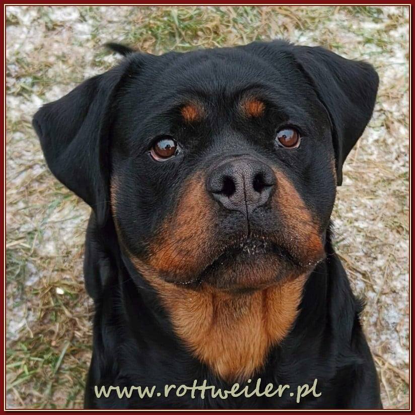 Nice And Lovely FCI - rottweiler | Miechów