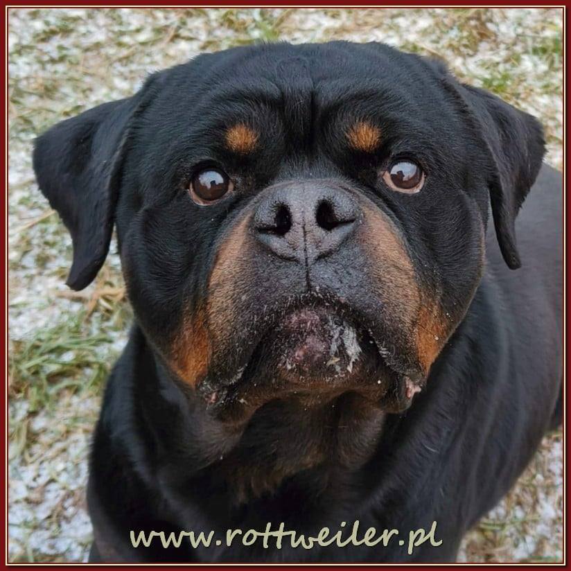 Nice And Lovely FCI - rottweiler | Miechów