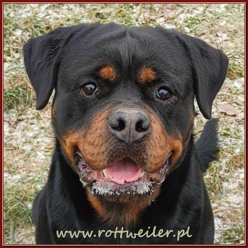 Nice And Lovely FCI - rottweiler | Miechów