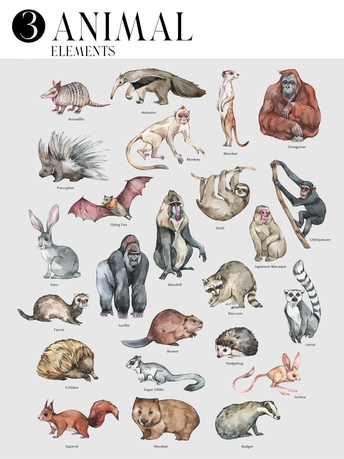 Biology | Animal Elements poster (3) by Anastezia Luneva. | Facebook