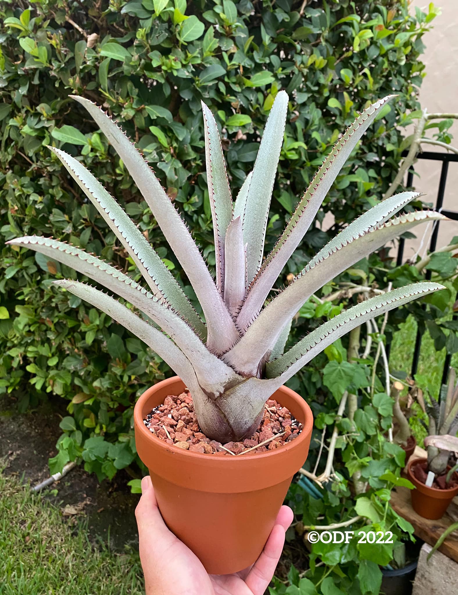 Hohenbergia catingae var. eximbricata