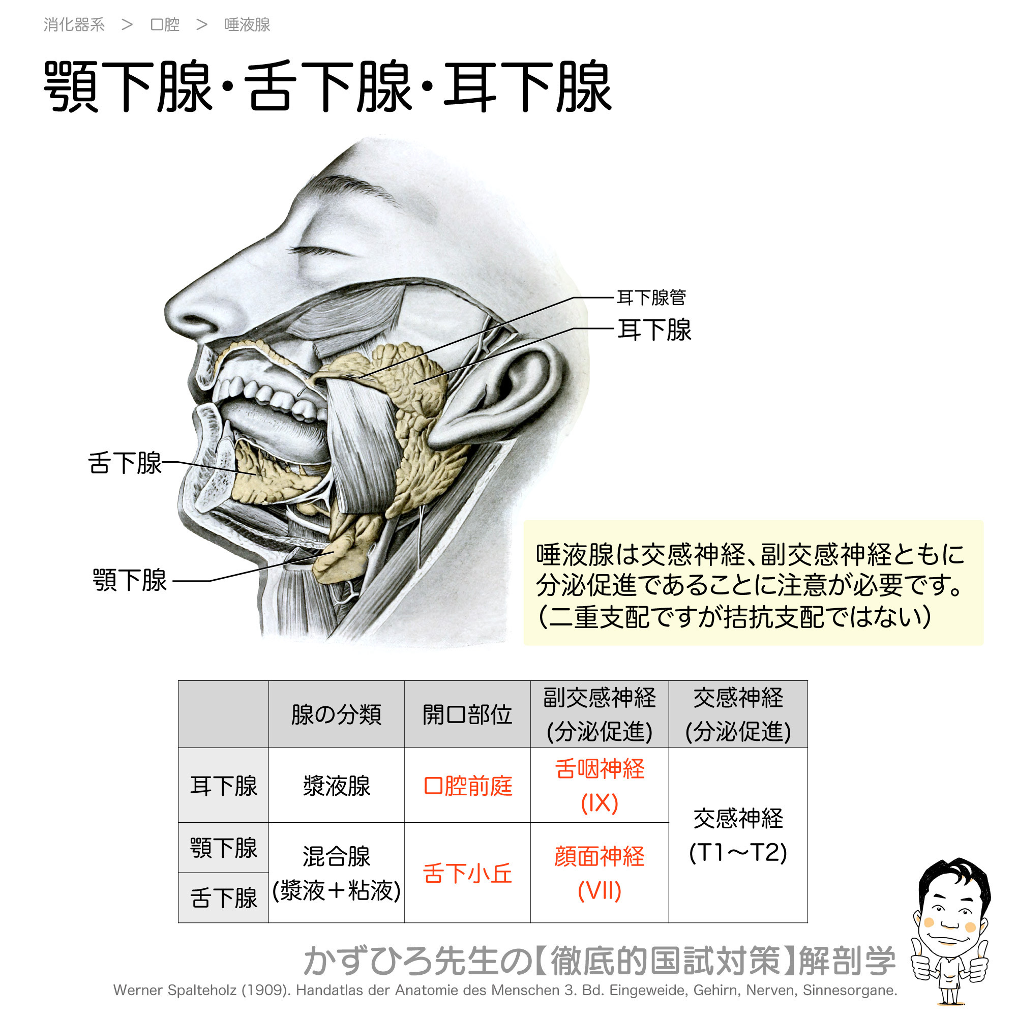 舌 下 腺