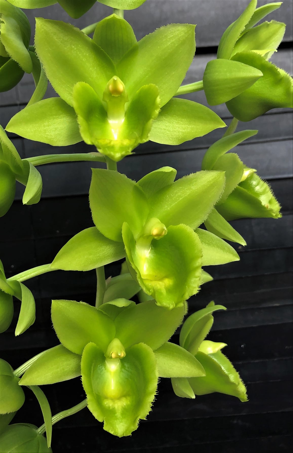 Fdk. Turning Point x Ctsm. expansum) Green, green, green!