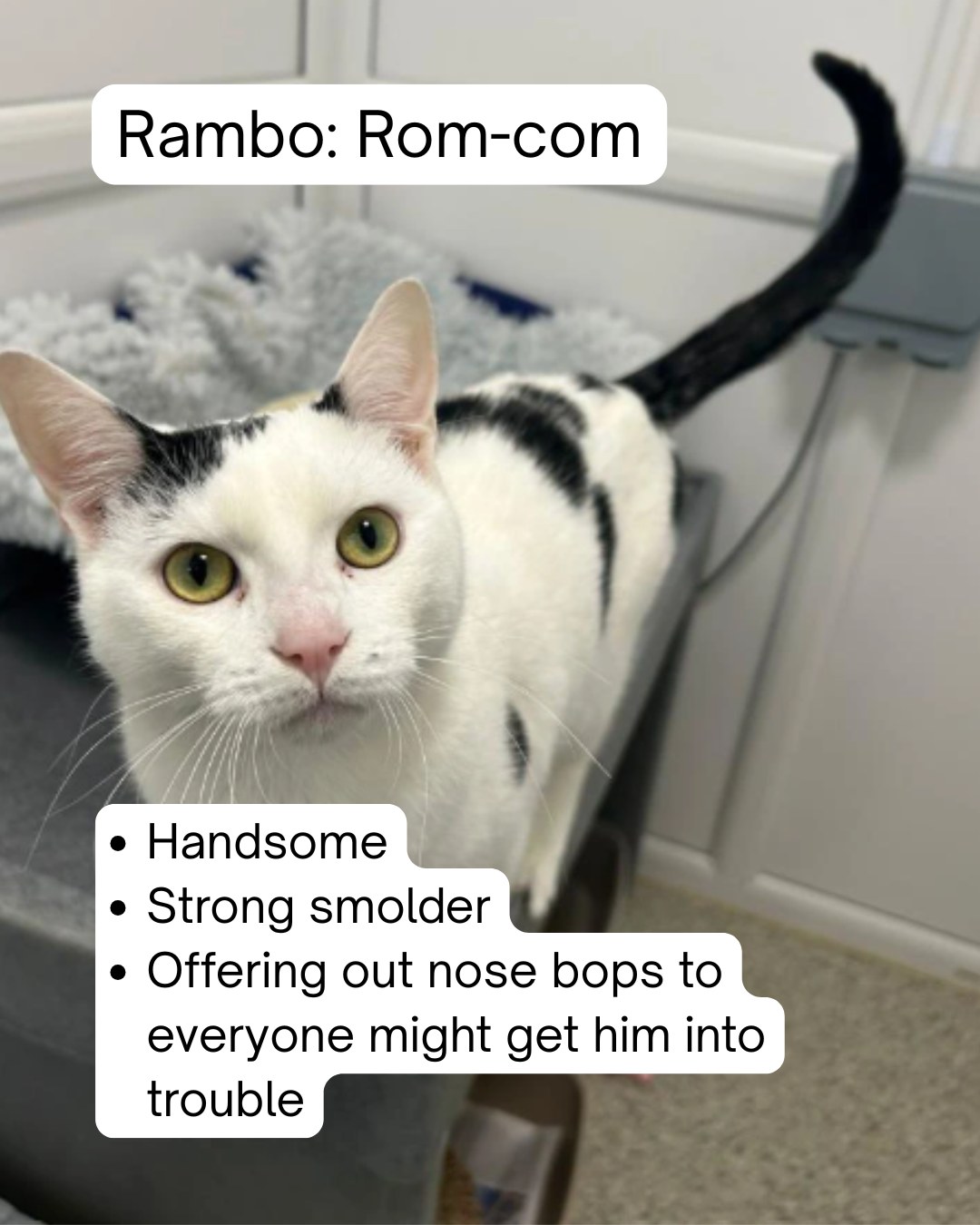 Cats Protection - If Rambo from Isle of Wight Cat Centre... | Facebook