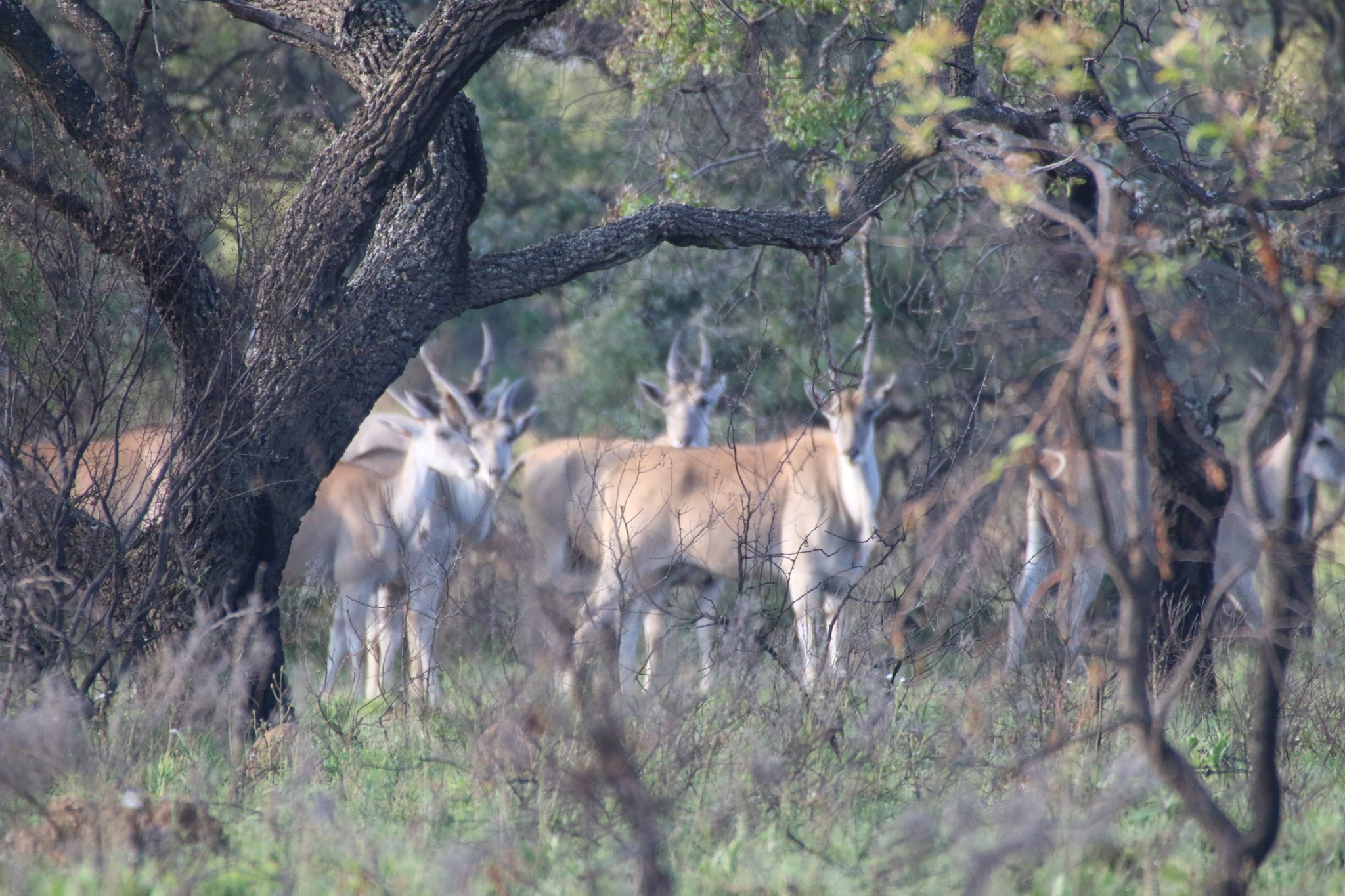 Luiperdskloof Safaris - Luiperdskloof is situated in the majestic ...