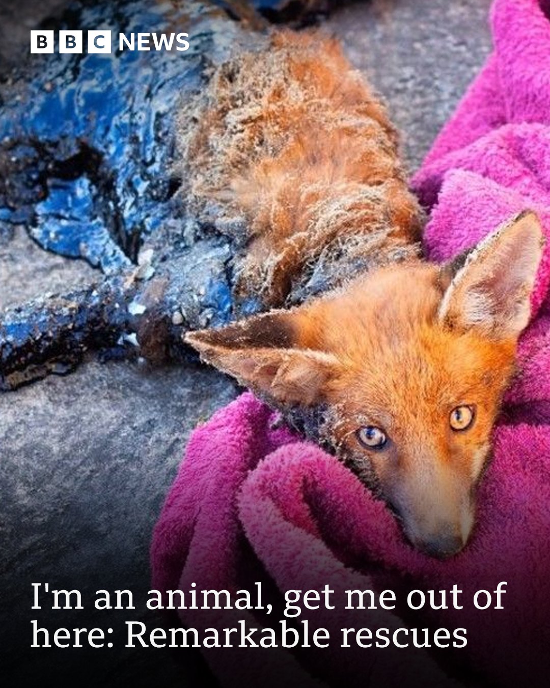 BBC - From very nearly a sticky end to being trapped down a well, it's ...