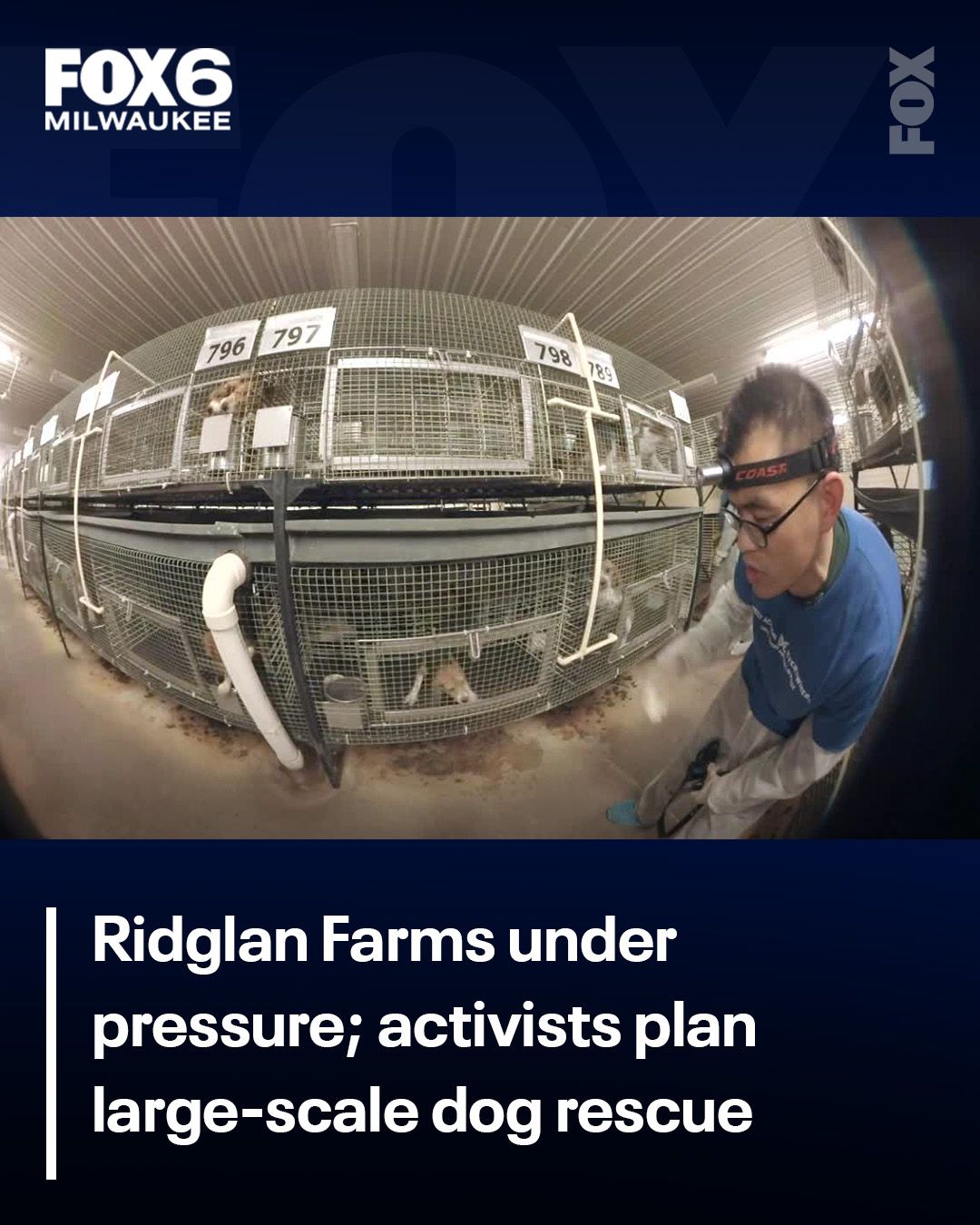 Activists say dogs at Ridglan Farms... - FOX6 News Milwaukee | Facebook