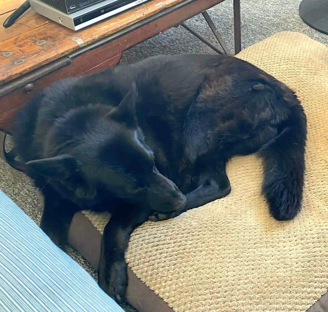 LSD RAIN DOG Lost in Shadow of Death 23号 Update- Shadow is back home safe** **Lost Dog** Shadow went