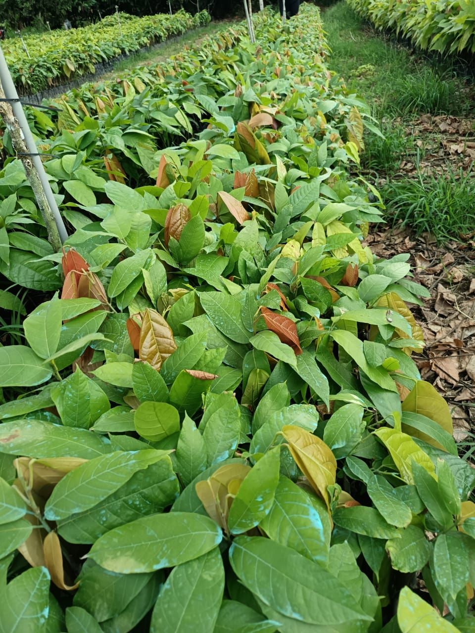 Plantas de Cacao Injerto CCN 51 y Ramilla | Ventanas