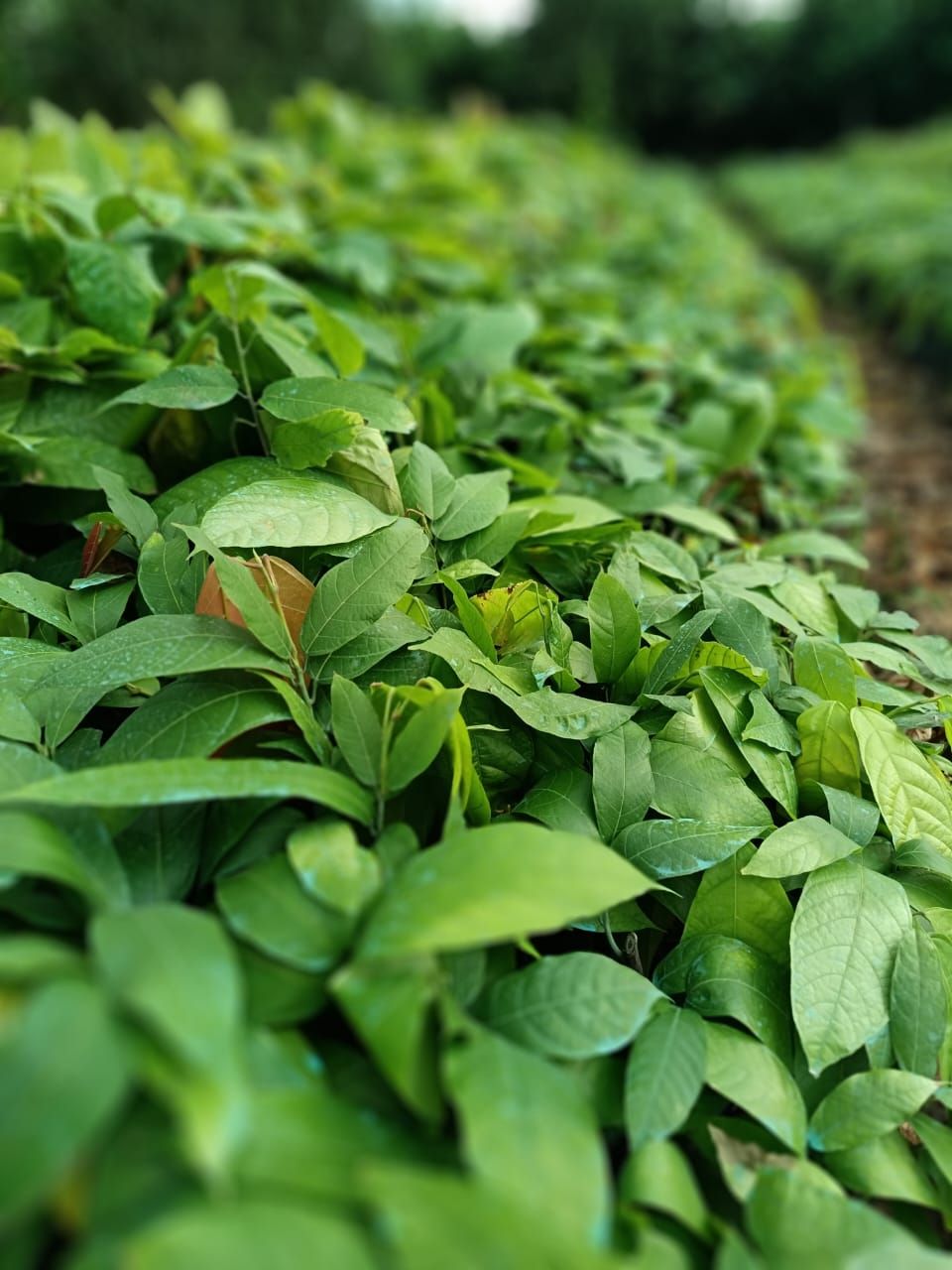 Plantas de Cacao Injerto CCN 51 y Ramilla | Ventanas