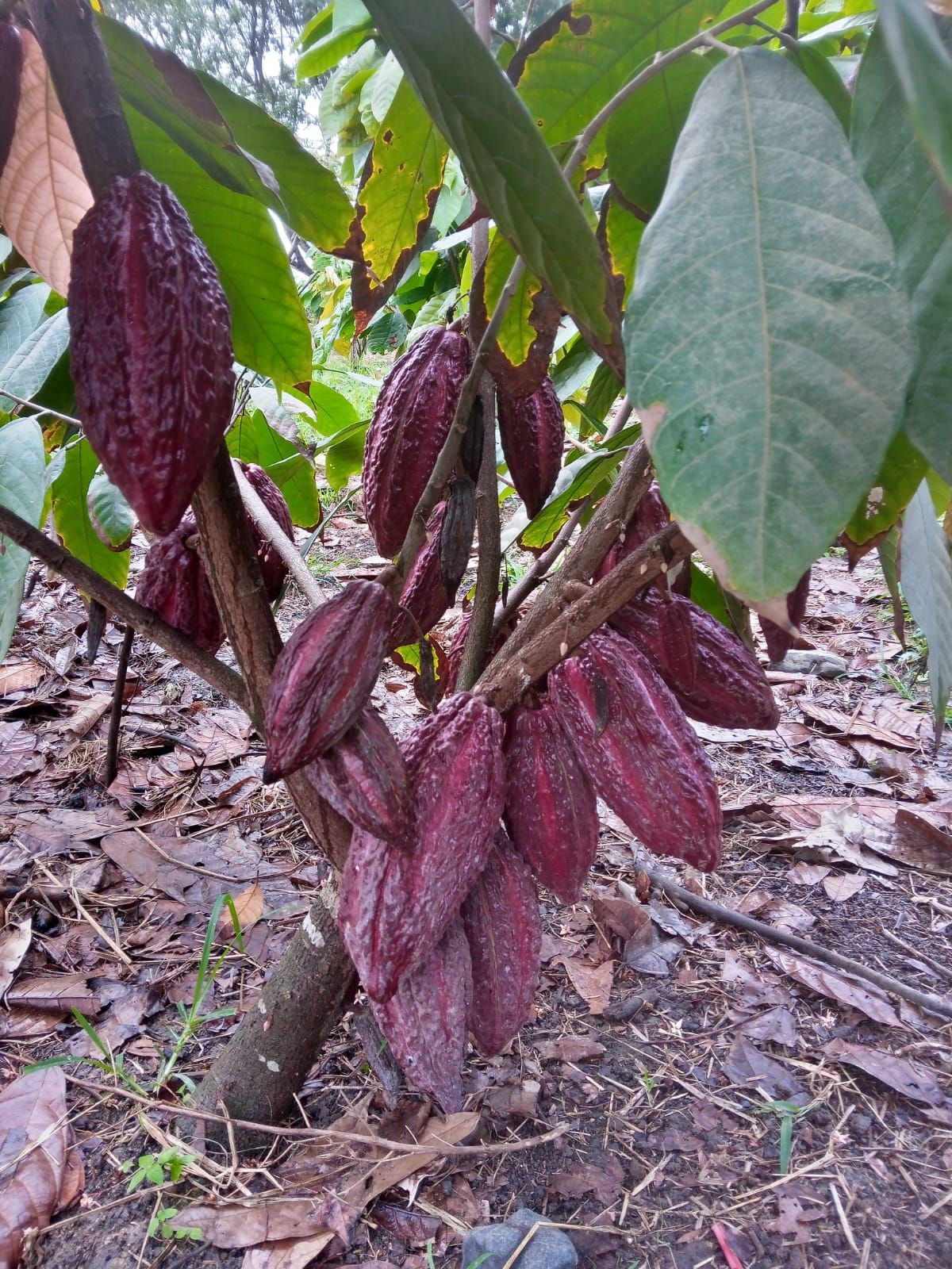Plantas de Cacao Injerto CCN 51 y Ramilla | Ventanas