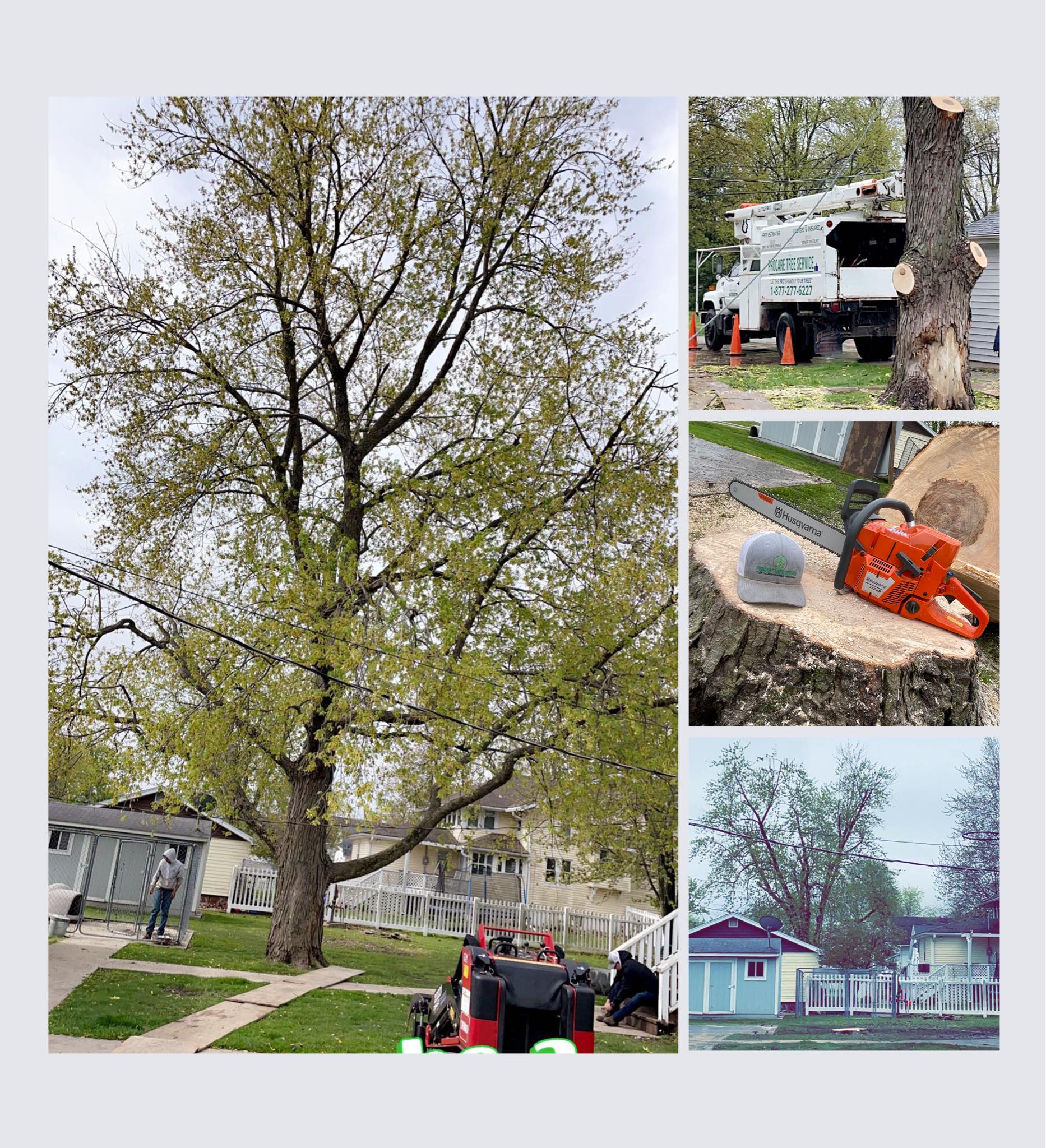 Maple Removal 💥 Free... - ProCare Tree Service LLC | Facebook