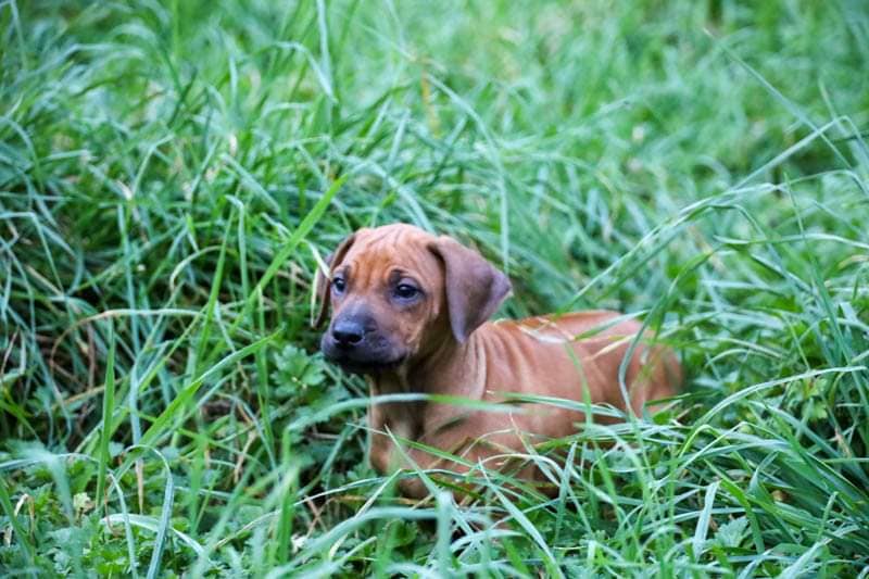 🐾🌟The... - Koruridge Rhodesian Ridgebacks & Siberian Huskies