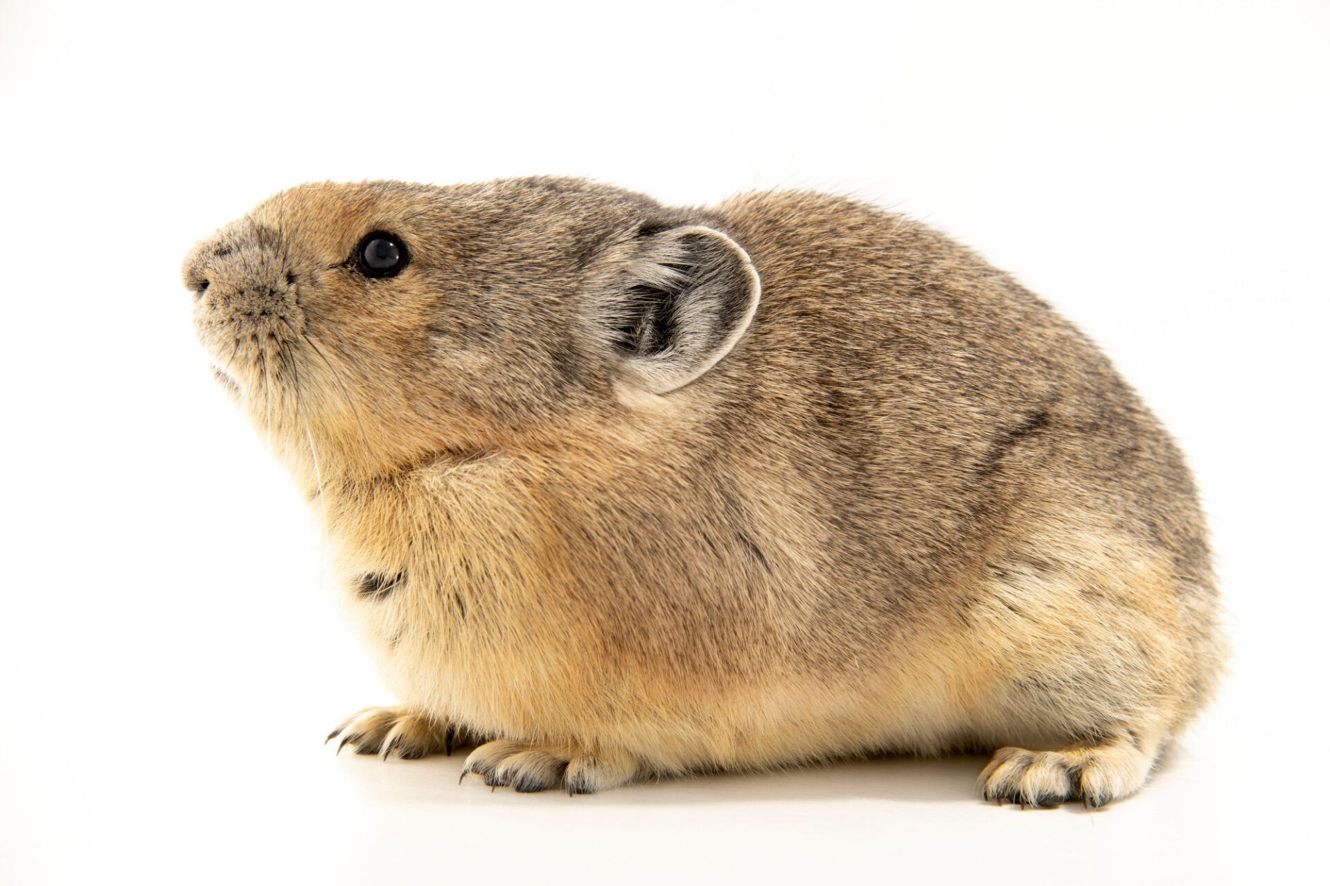 joel-this-little-critter-may-look-cute-but-american-pikas-are-very