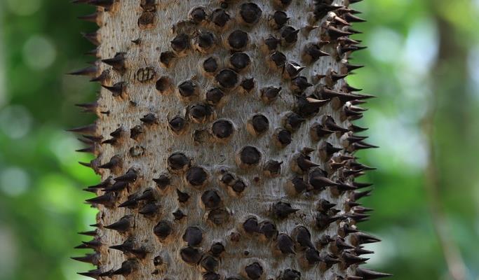 The Hura... - Duffey Tree Care - ISA Certified Arborist