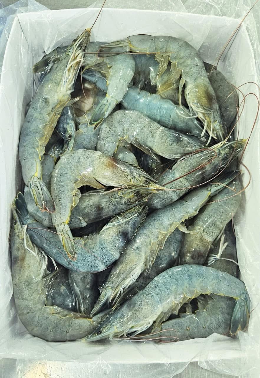 Maxt Việt