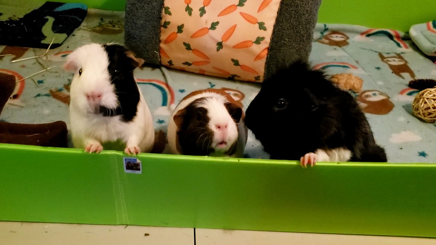 View of Guinea Pig Café | Facebook