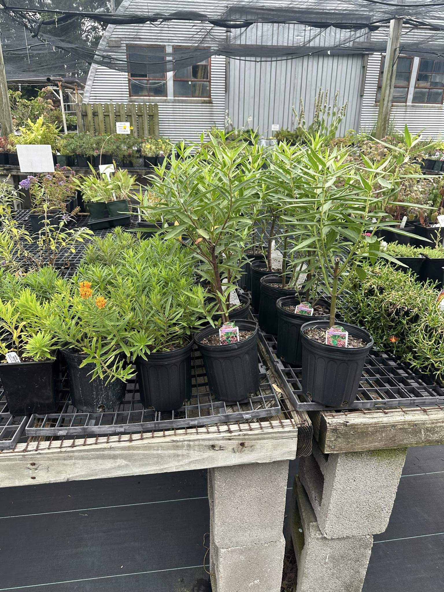 Puritas Nursery Garden Centernull
