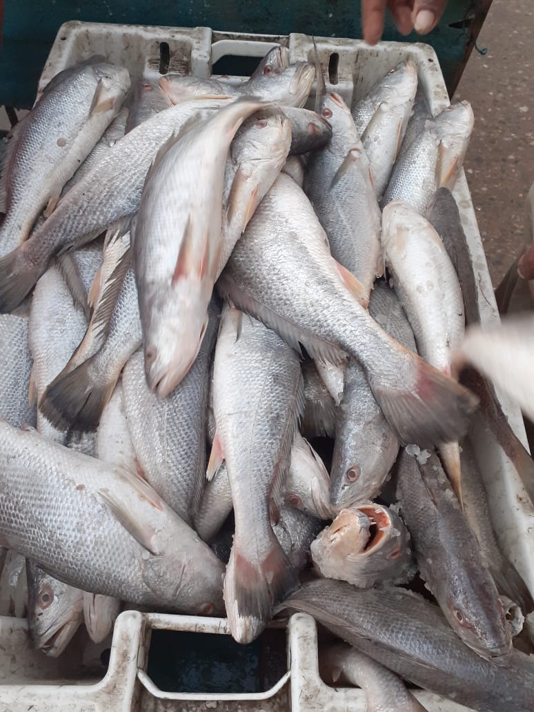 Fishy fish - MUSHKA Fish available 1kg and 2kg size , For... | Facebook