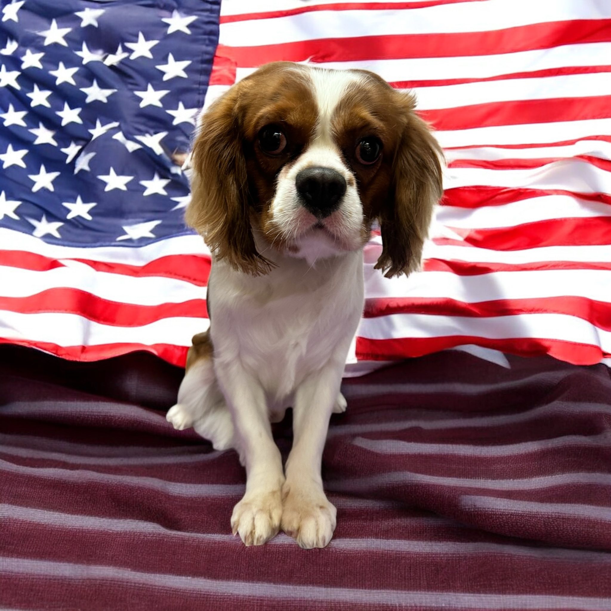 Paws R' Us Inc Grooming Salon | New York NY