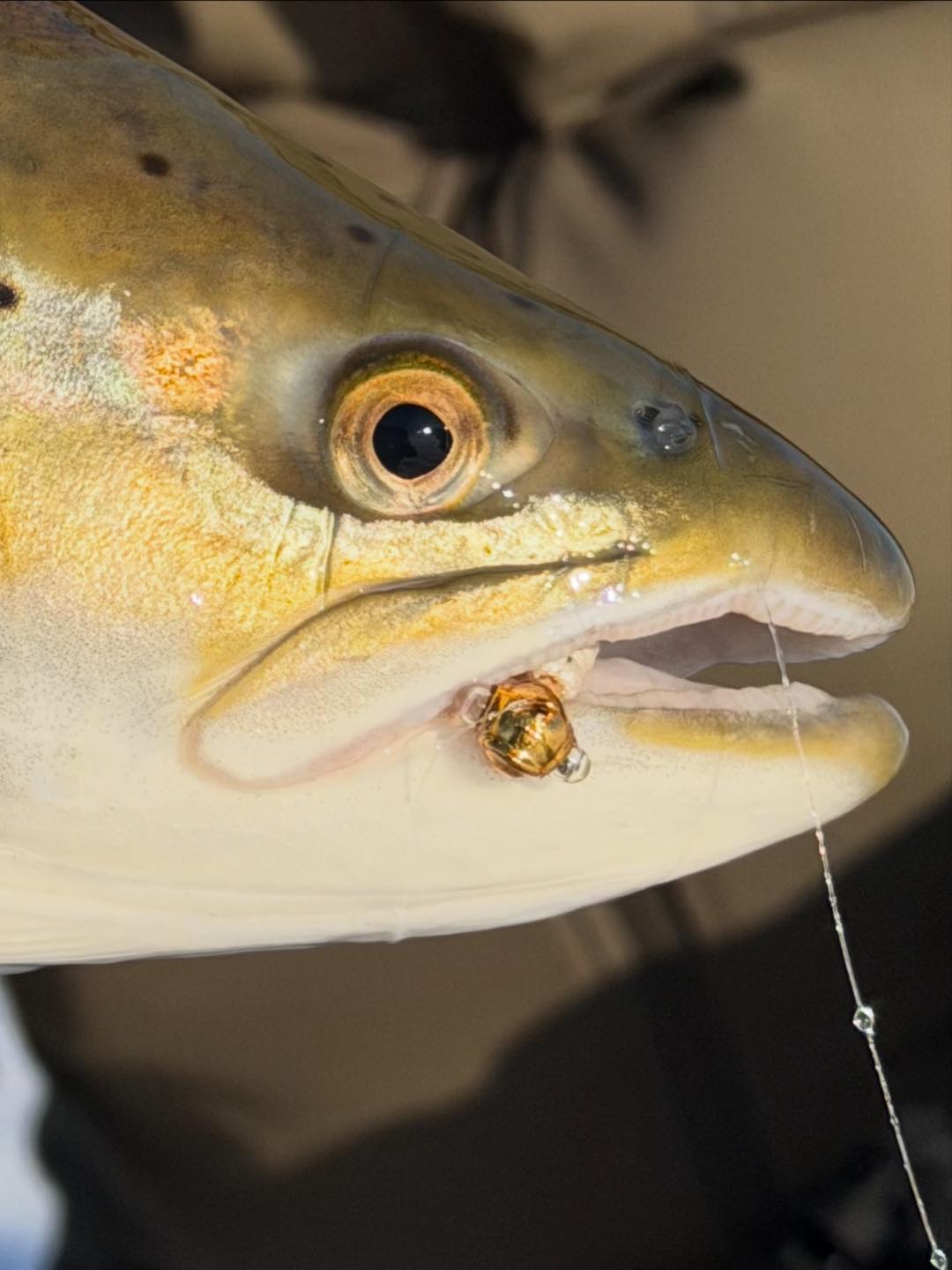 jansport backpacks big student Fishing Net Decor with 0/2 weight fly reel Line: Okuma 4000 Salmon Steelhead Combos (Line Type):P-Line CX Premium (Yellow) 15 lb comfortable shoulder straps