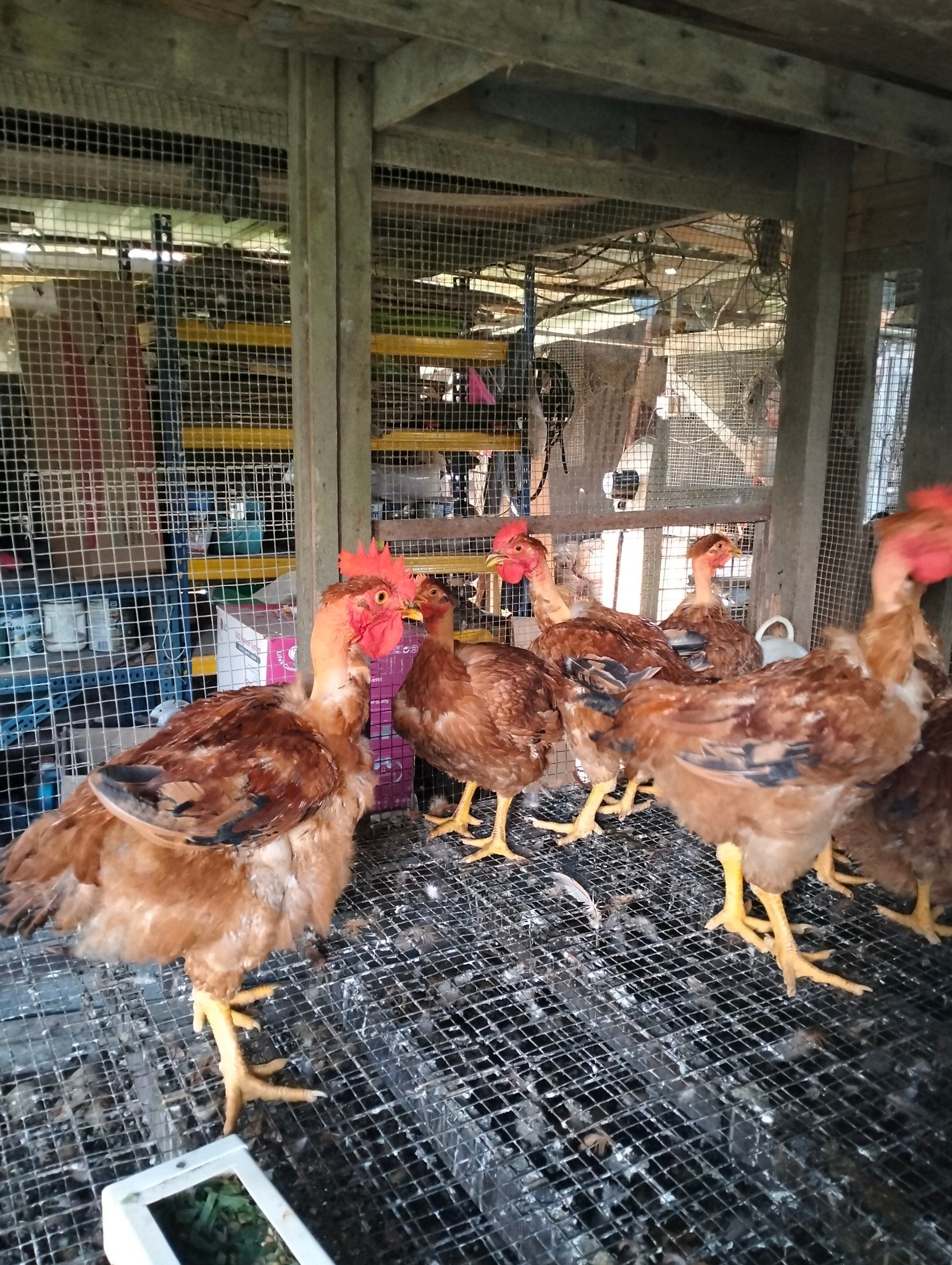 Uncle Voo's Farm added a new photo — in... - Uncle Voo's Farm