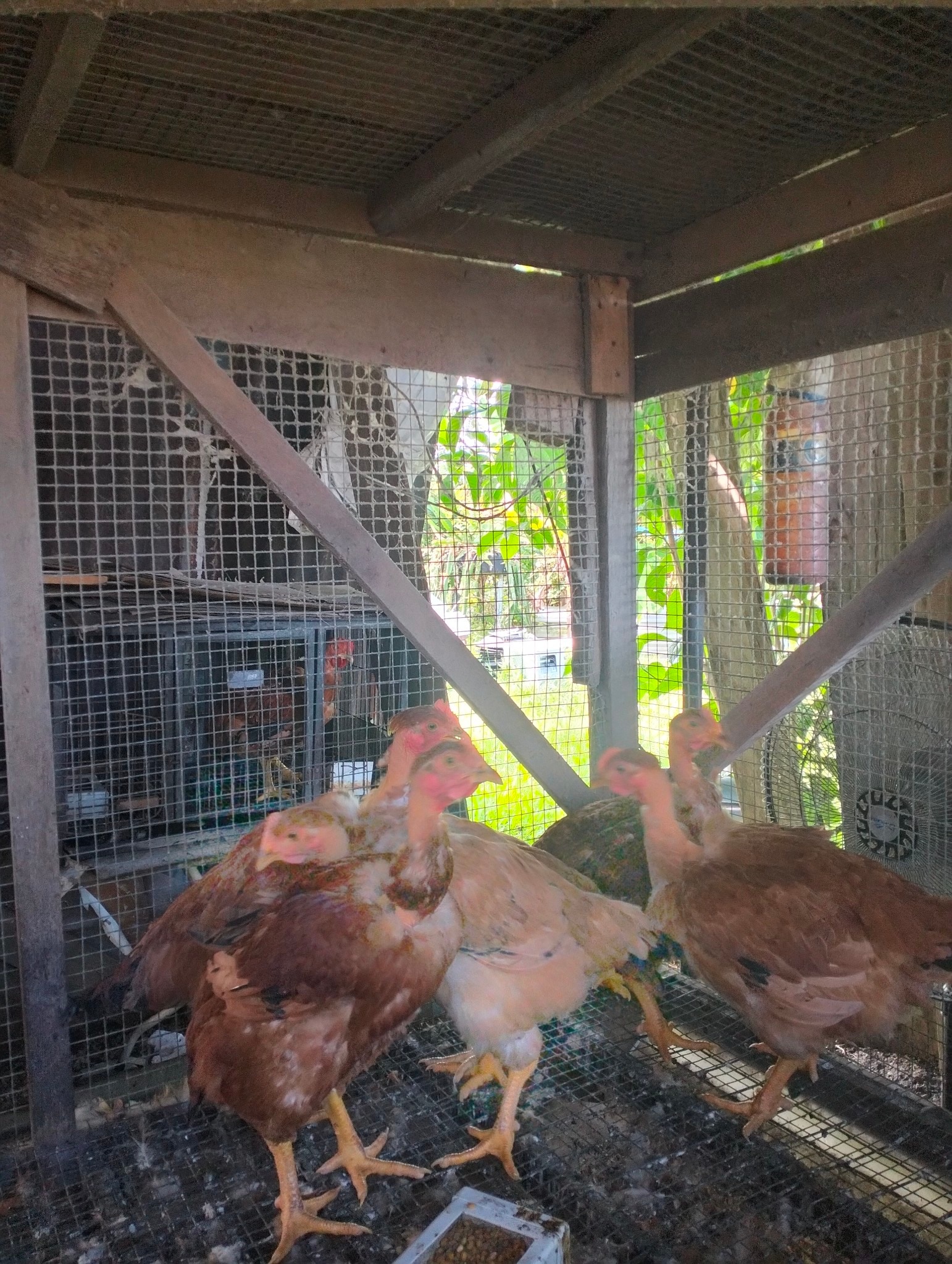 Uncle Voo's Farm added a new photo — in... - Uncle Voo's Farm