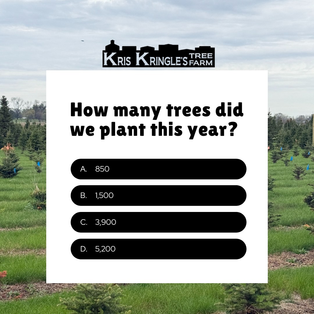 🌲🌲🌲 Any guesses? Drop your... - Kris Kringle's Tree Farm | Facebook