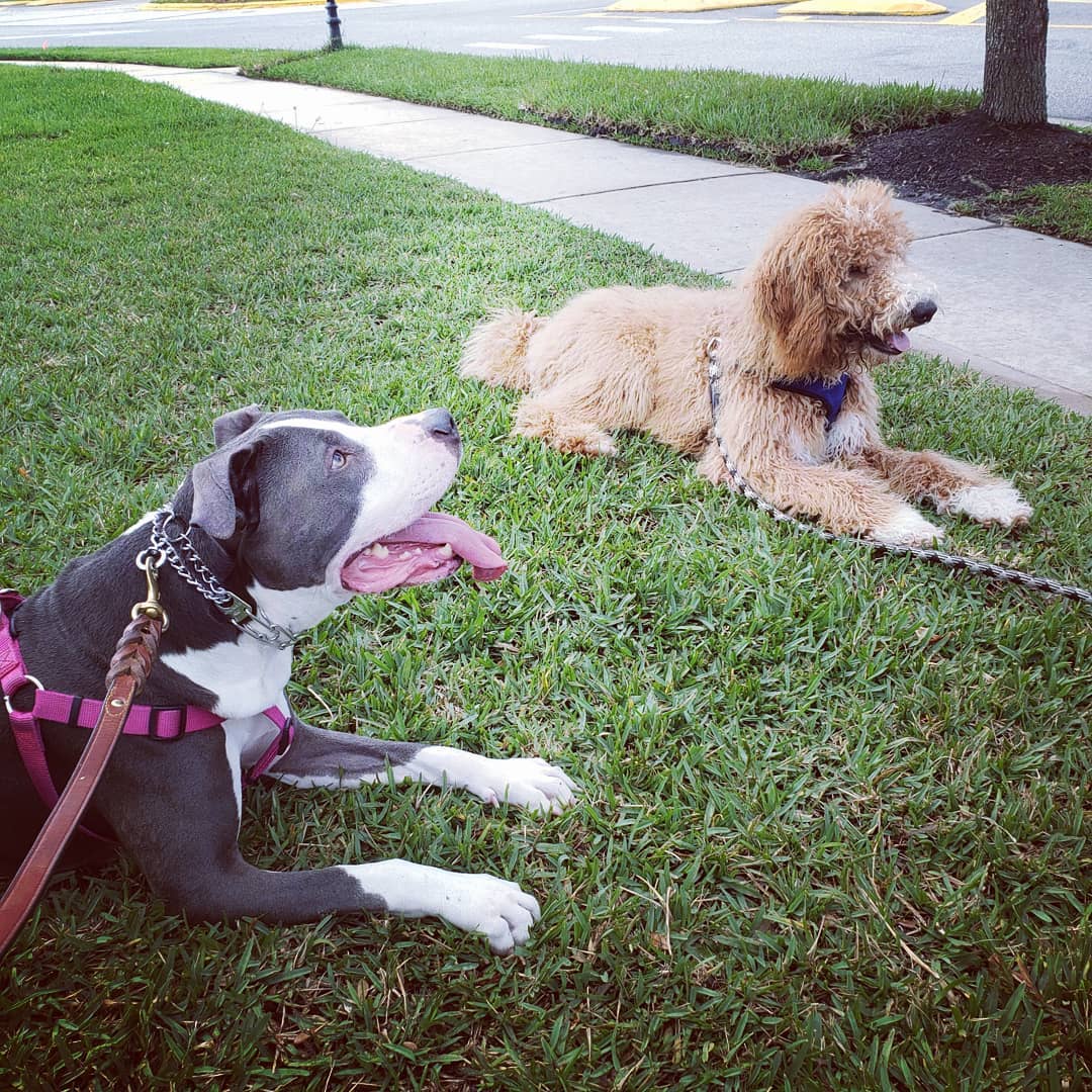 The summer months are busy for Dr.... - Unleashed Training