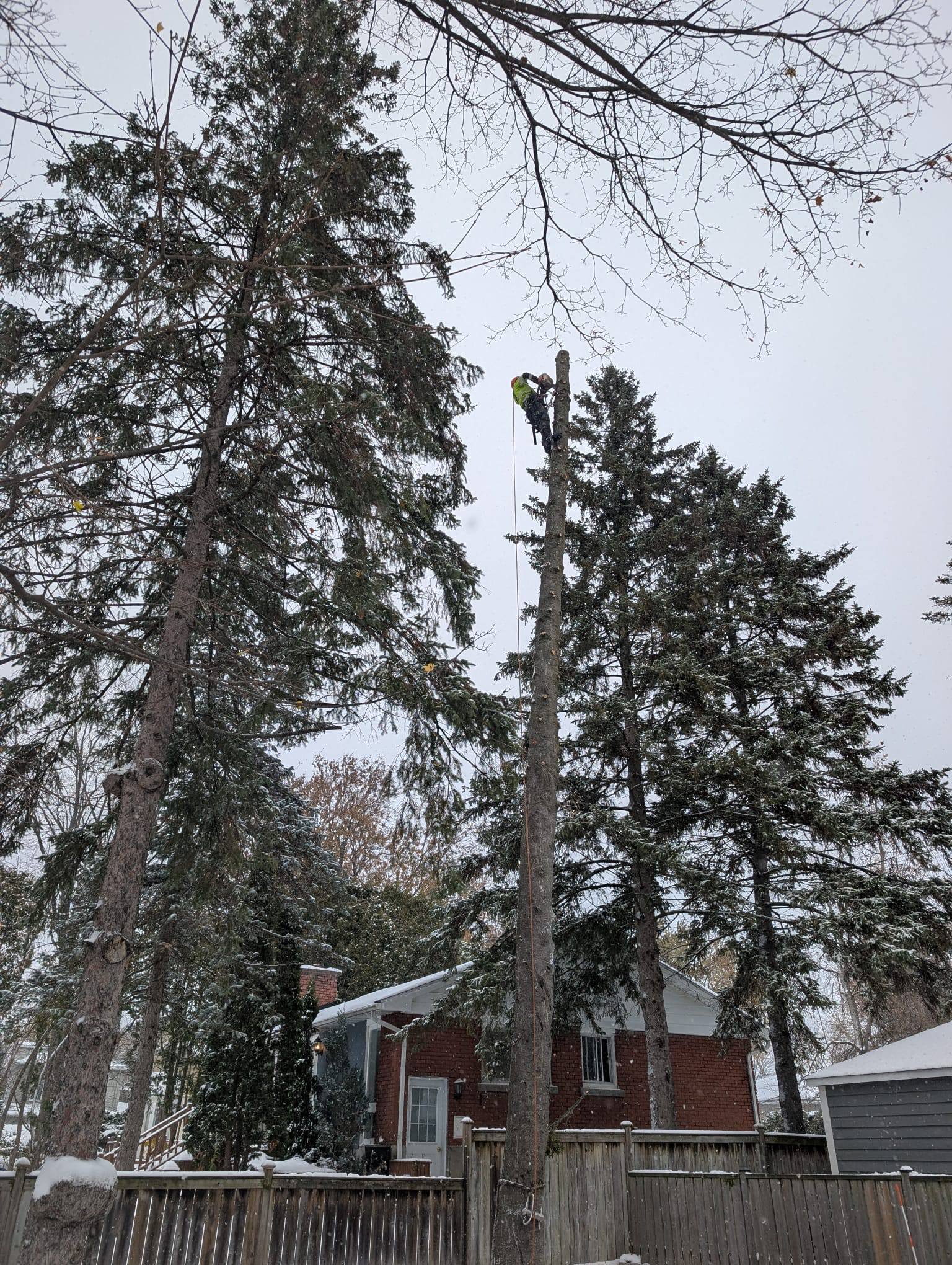 Royal Tree Service | Kirkland QC
