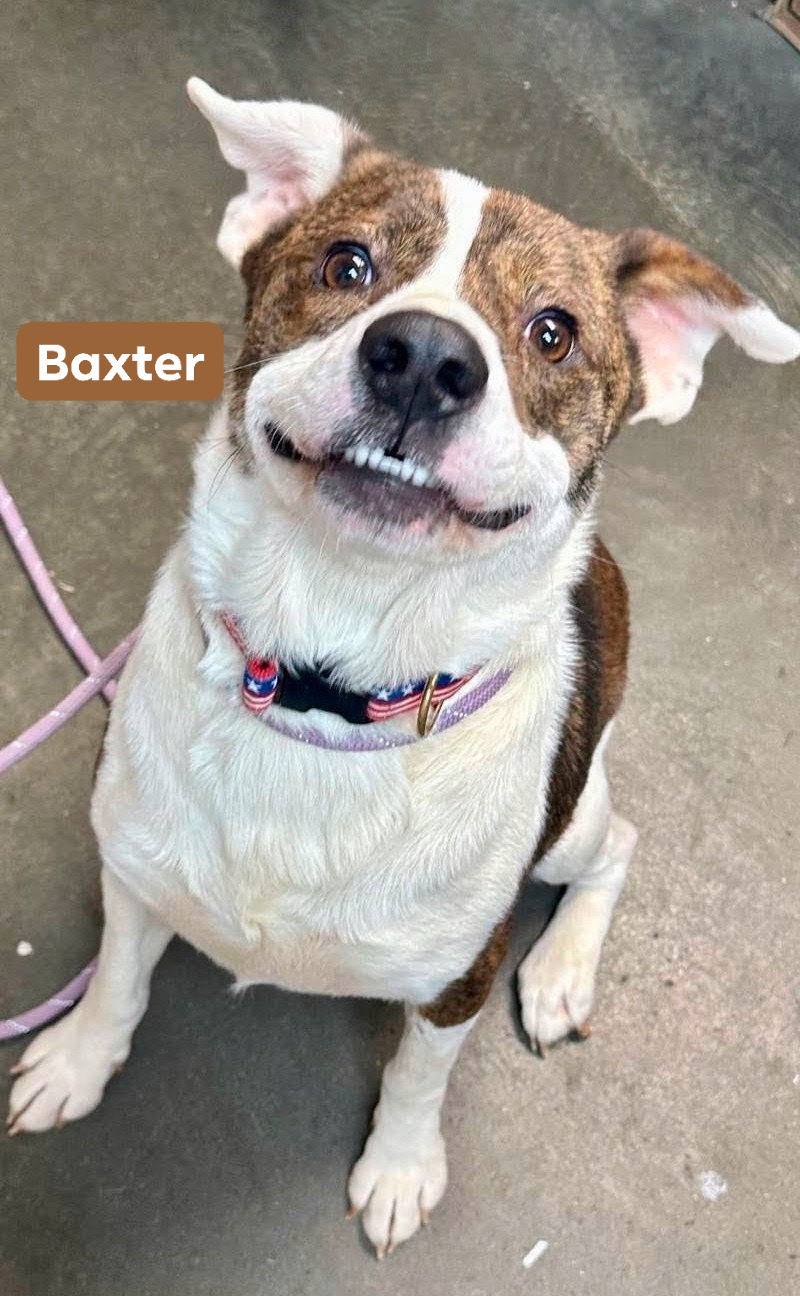 EHR Kennel Club - Introducing New Rescues 🤩 Saturdays are... | Facebook