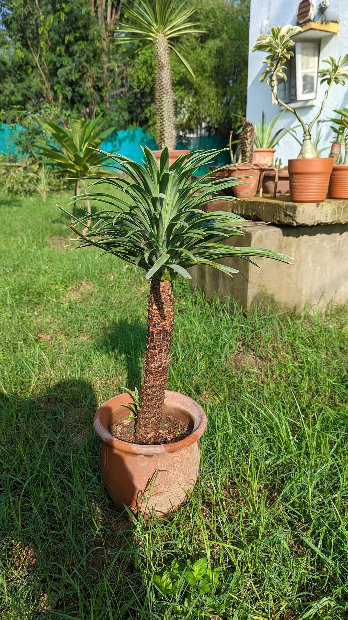 yucca様確認用 yucca様確認用 yucca様確認用 Yucca rigida 'Blue Sentry' | Adam's