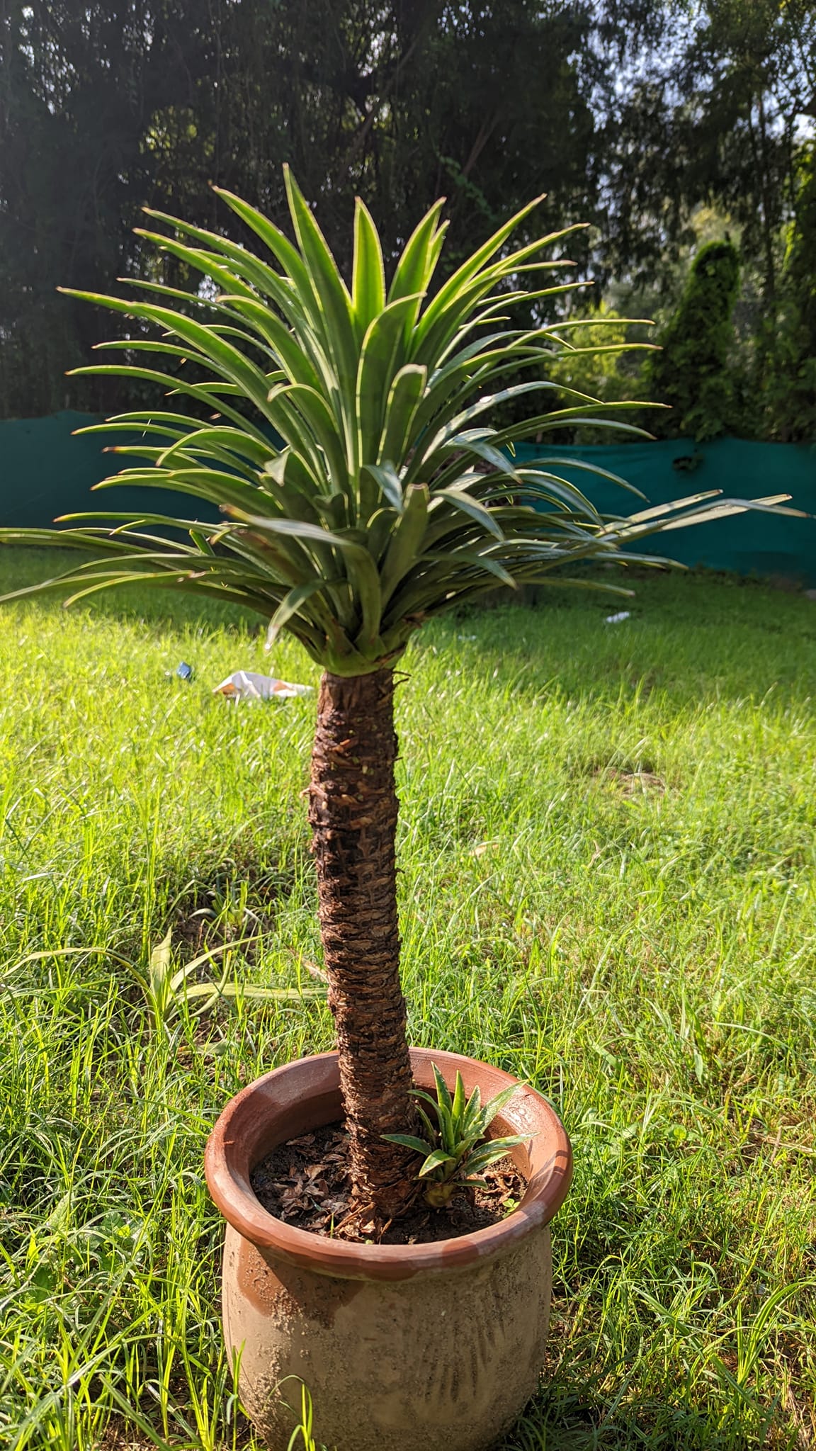 Can you identify this yucca plant?