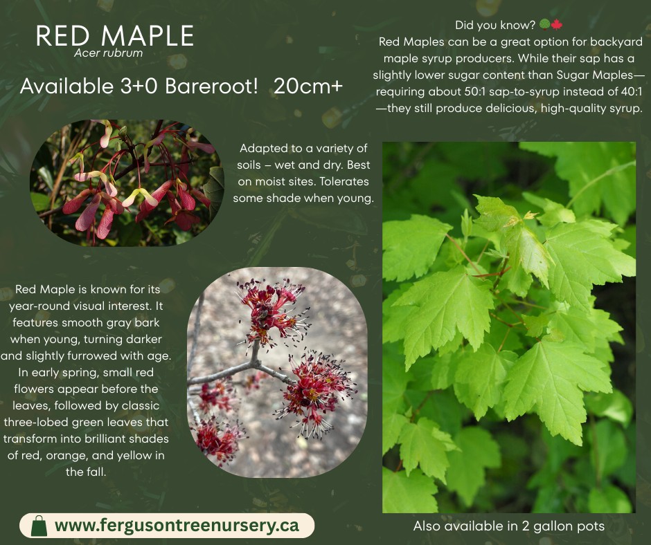 🍁 Species Spotlight: Red Maple... - Ferguson Tree Nursery | Facebook