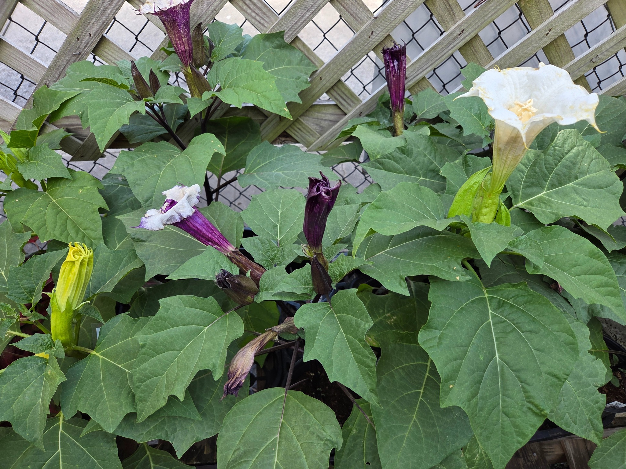 Another - We still have a few budded & blooming Datura aka Devils ...
