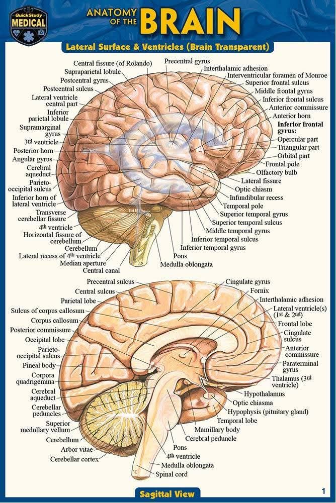 The accompanying diagram presents a comprehensive anatomical