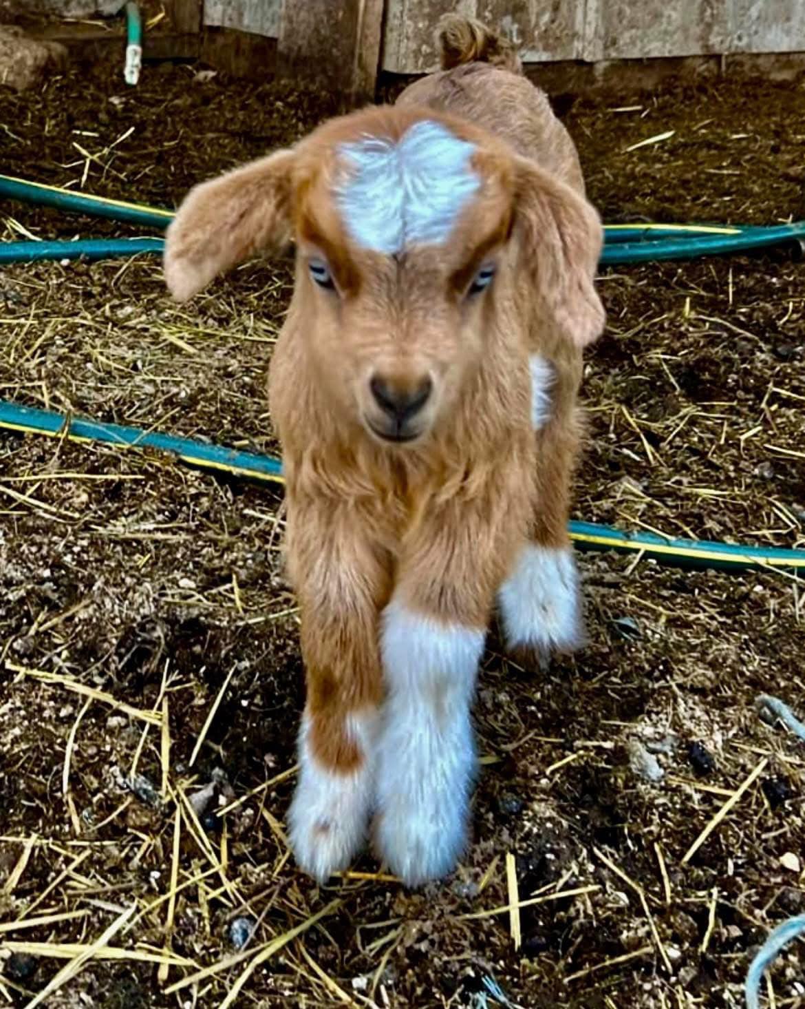 Foxtale Horse Farm in the Fingerlakes | Horseheads NY