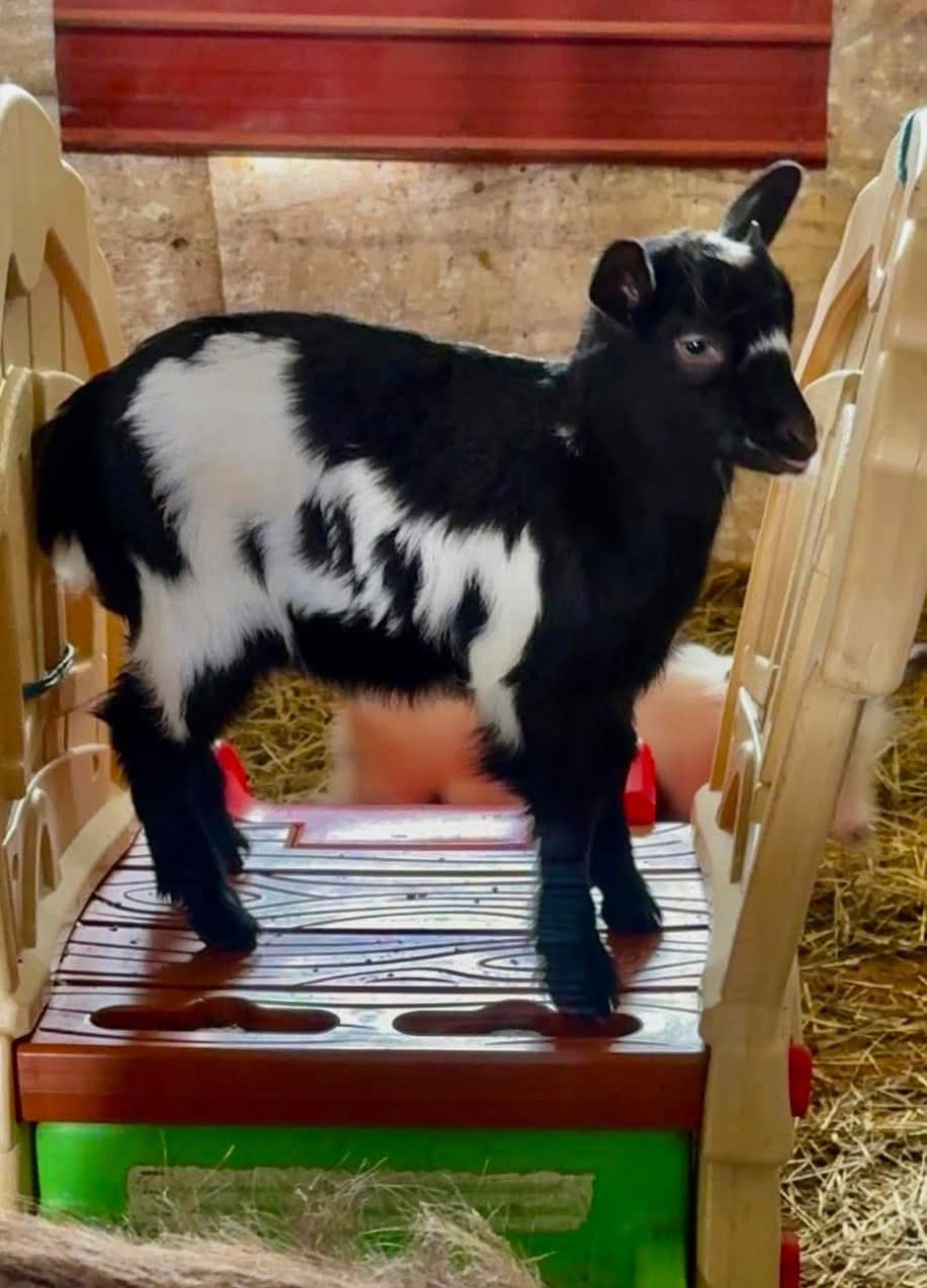 Foxtale Horse Farm in the Fingerlakes | Horseheads NY